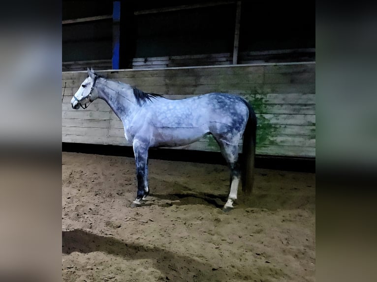Englisches Vollblut Wallach 11 Jahre 163 cm Schimmel in Wallenhorst