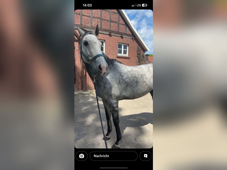 Englisches Vollblut Wallach 11 Jahre 163 cm Schimmel in Wallenhorst