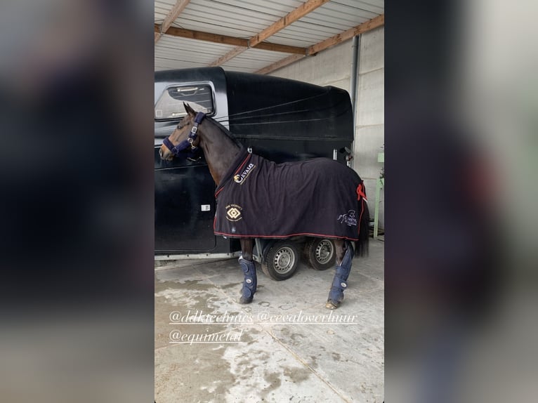 Englisches Vollblut Wallach 11 Jahre 163 cm Schwarzbrauner in Bruxelles
