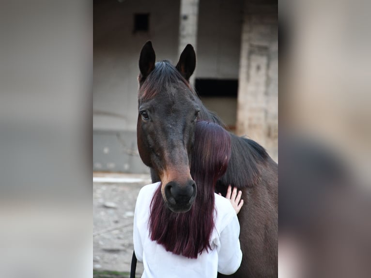 Englisches Vollblut Mix Wallach 11 Jahre 168 cm Dunkelbrauner in Aulas