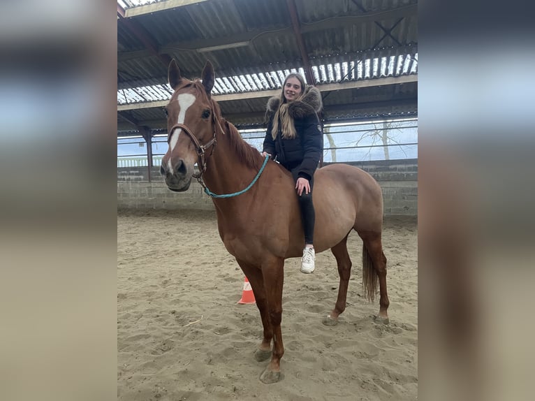 Englisches Vollblut Wallach 11 Jahre 168 cm Fuchs in Feluy