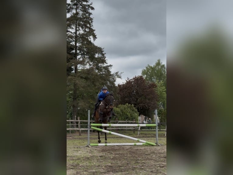 Englisches Vollblut Wallach 11 Jahre 169 cm Brauner in Apeldoorn
