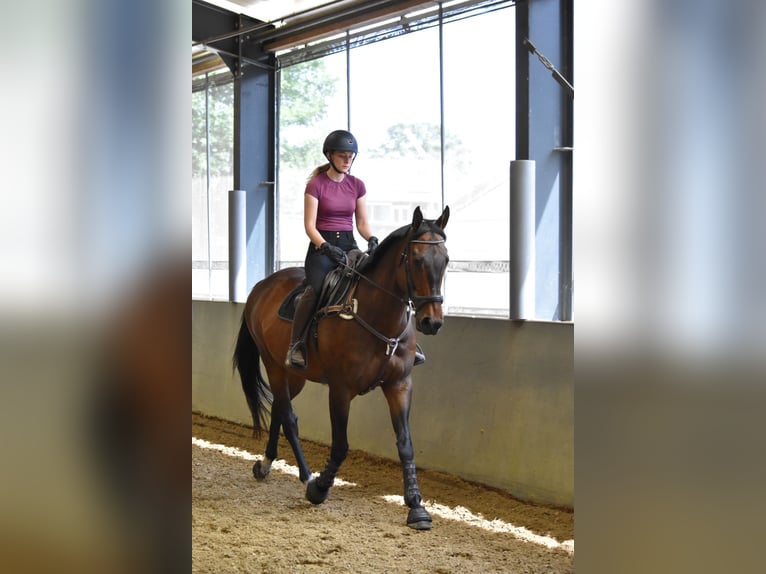 Englisches Vollblut Wallach 11 Jahre 169 cm Brauner in Apeldoorn