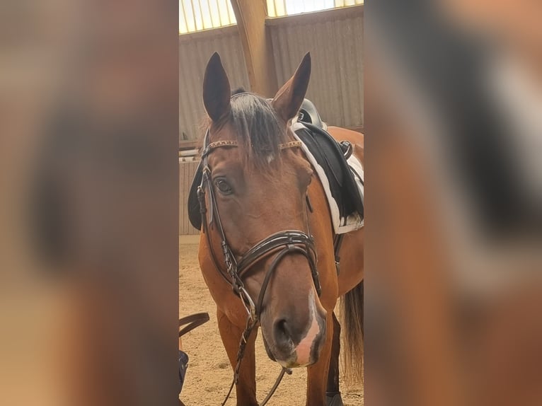 Englisches Vollblut Wallach 11 Jahre 172 cm Brauner in Nidda