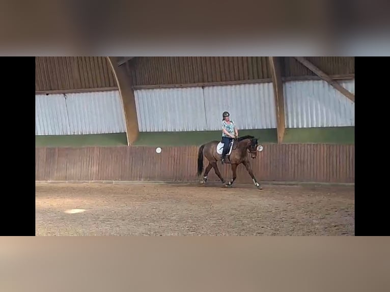 Englisches Vollblut Wallach 11 Jahre 172 cm Brauner in Nidda