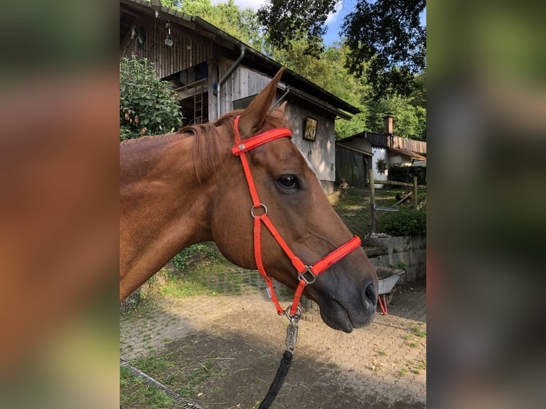 Englisches Vollblut Wallach 11 Jahre 175 cm Fuchs in Rehlingen-Siersburg