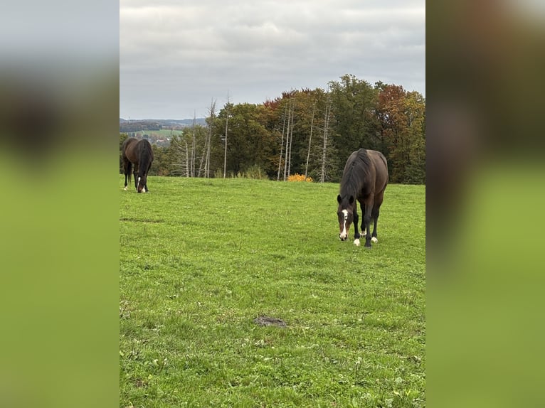 Englisches Vollblut Wallach 12 Jahre 160 cm Dunkelbrauner in Windeck