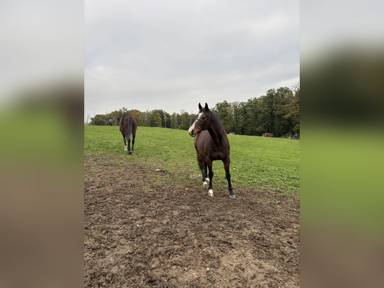 Englisches Vollblut Wallach 12 Jahre 160 cm Dunkelbrauner in Windeck