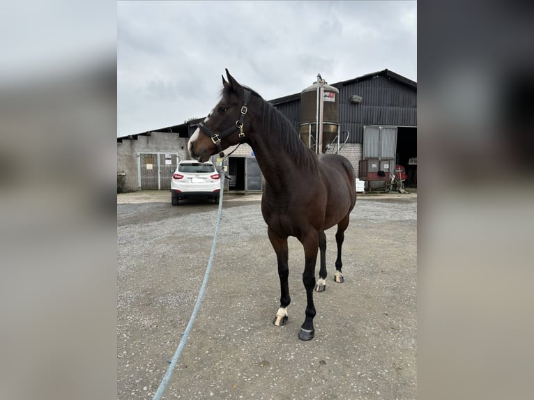 Englisches Vollblut Wallach 12 Jahre 160 cm Dunkelbrauner in Windeck