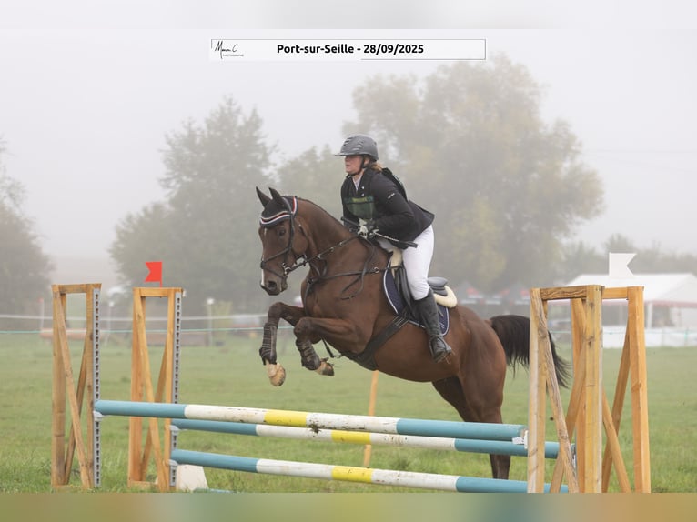 Englisches Vollblut Wallach 12 Jahre 162 cm Brauner in Faulquemont