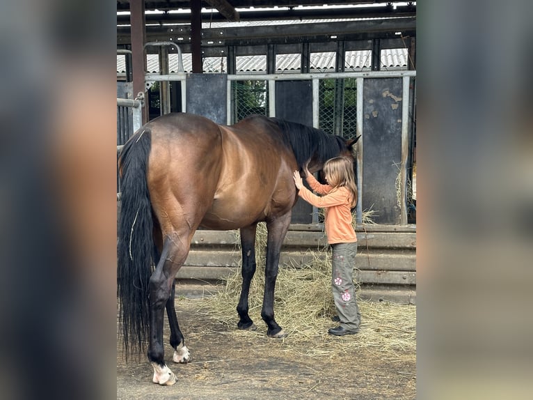 Englisches Vollblut Wallach 12 Jahre 163 cm Brauner in Gangelt