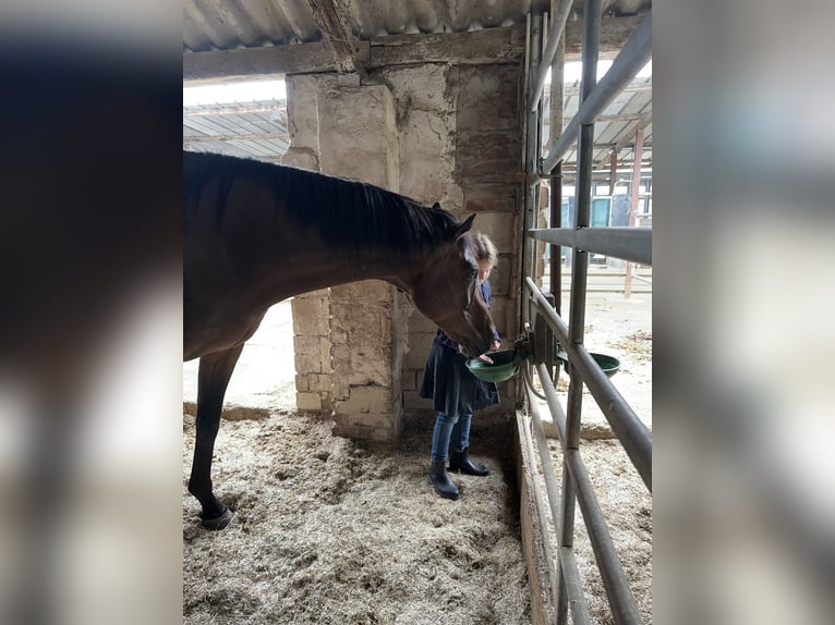 Englisches Vollblut Wallach 12 Jahre 163 cm Brauner in Gangelt