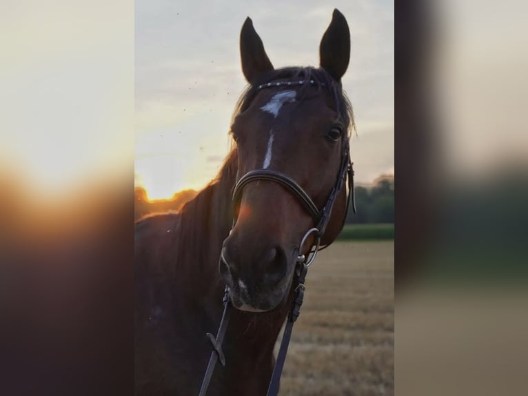 Englisches Vollblut Wallach 12 Jahre 163 cm Dunkelbrauner in Mannheim