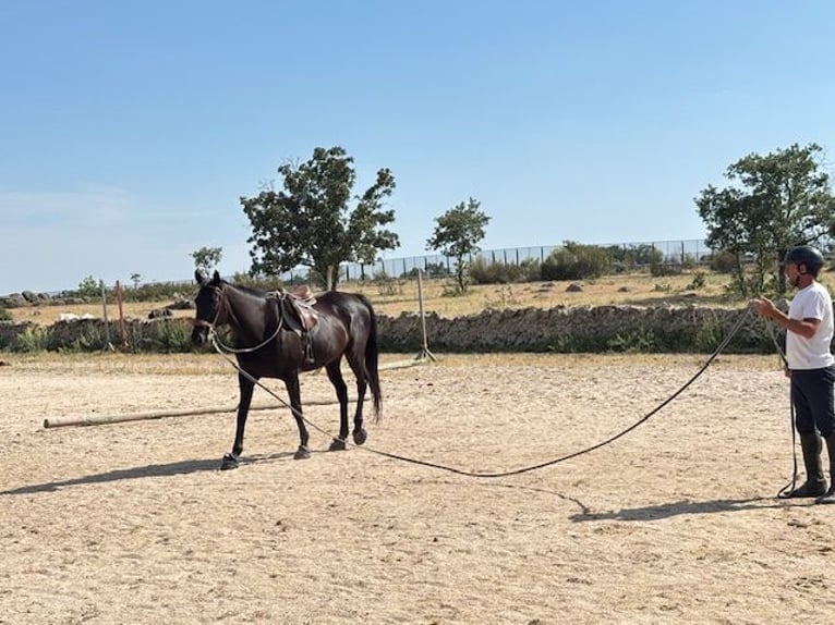 Englisches Vollblut Wallach 12 Jahre 164 cm Rappe in Madrid