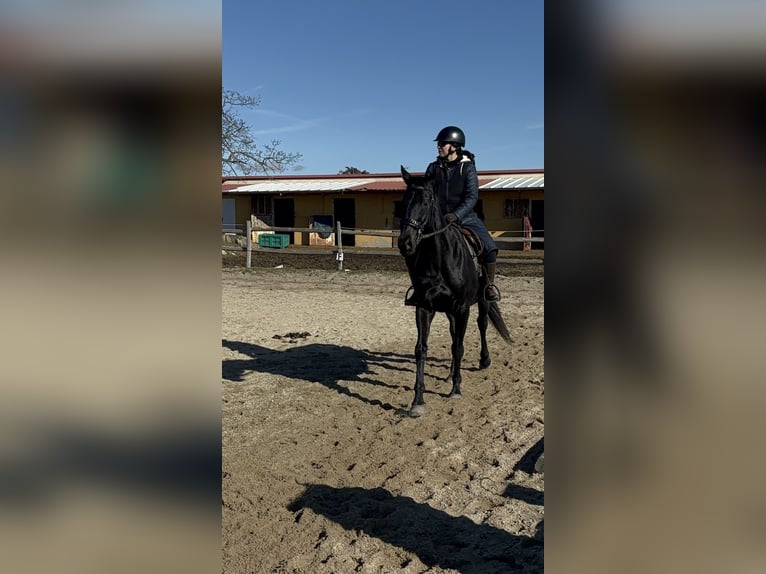 Englisches Vollblut Wallach 12 Jahre 164 cm Rappe in Madrid