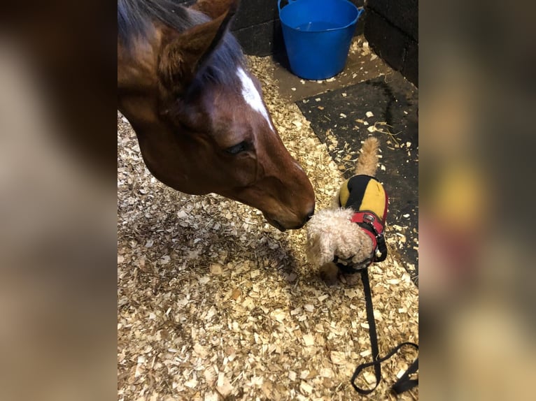 Englisches Vollblut Wallach 12 Jahre 164 cm Rotbrauner in Caverswall