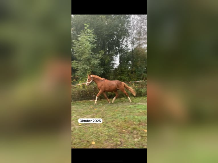 Englisches Vollblut Wallach 12 Jahre 165 cm Fuchs in Bremen