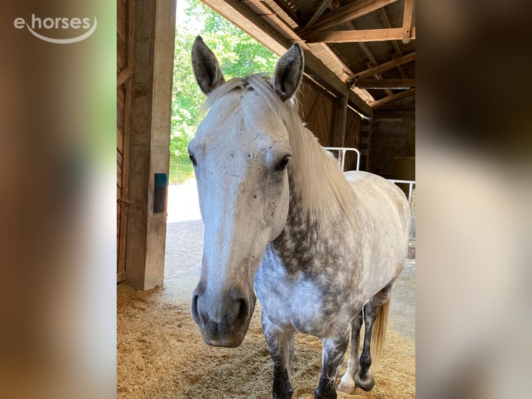 Englisches Vollblut Wallach 12 Jahre 165 cm Schimmel in Geiselwind