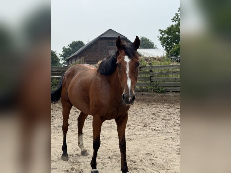 Englisches Vollblut Wallach 12 Jahre 166 cm Brauner in Bönen