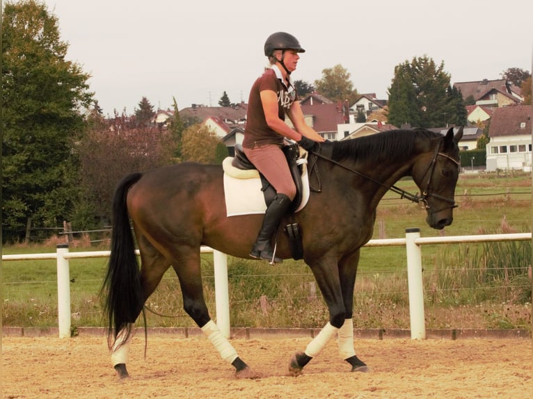 Englisches Vollblut Wallach 12 Jahre 168 cm Dunkelbrauner in Rödermark