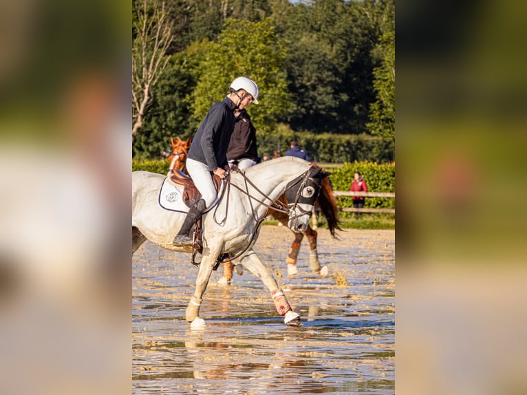 Englisches Vollblut Wallach 12 Jahre 168 cm Schimmel in Marnes-la-Coquette