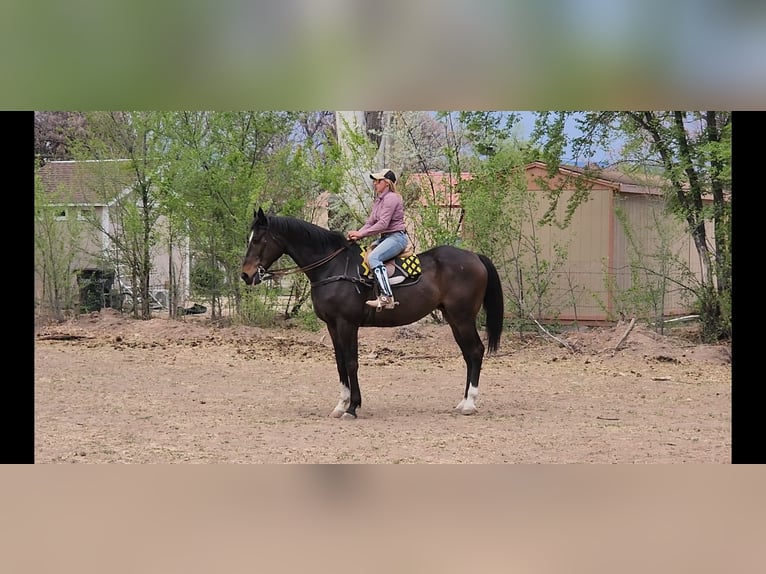 Englisches Vollblut Wallach 12 Jahre 178 cm Rotbrauner in Santa Fe, NM