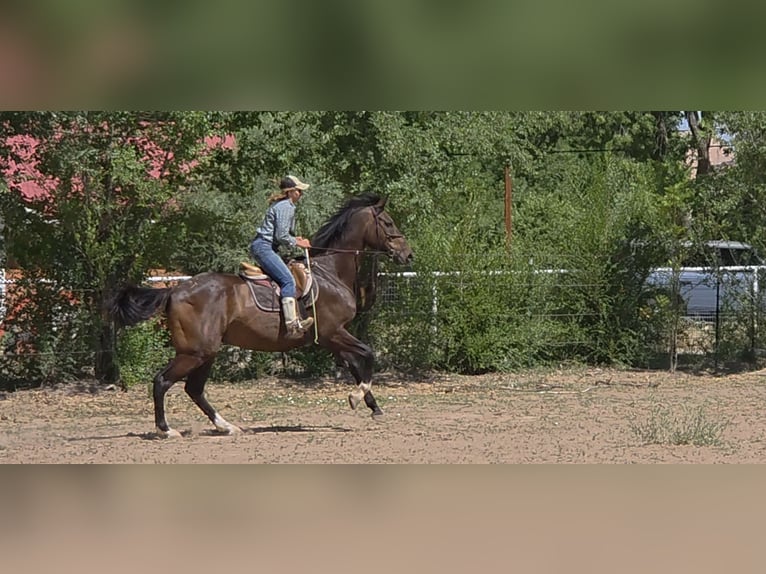 Englisches Vollblut Wallach 12 Jahre 178 cm Rotbrauner in Santa Fe, NM
