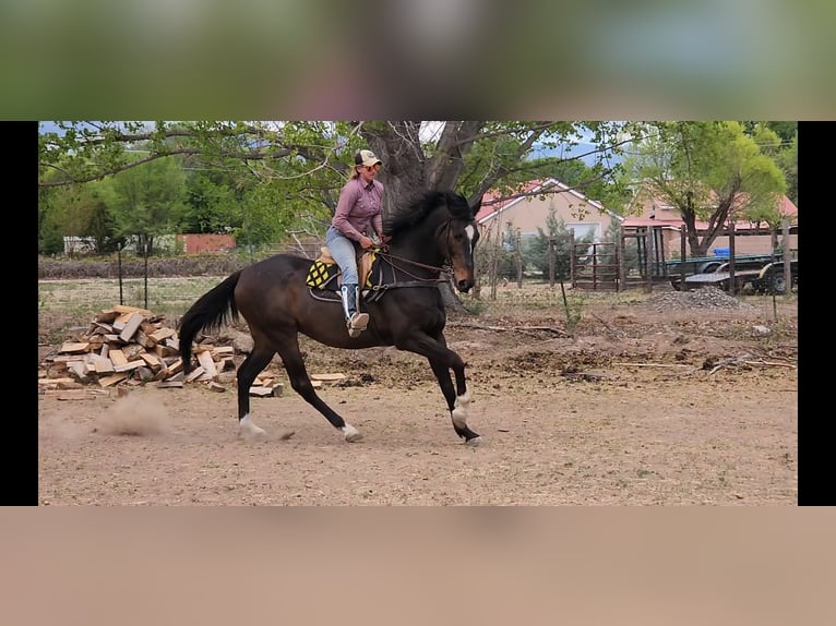 Englisches Vollblut Wallach 12 Jahre 178 cm Rotbrauner in Santa Fe, NM