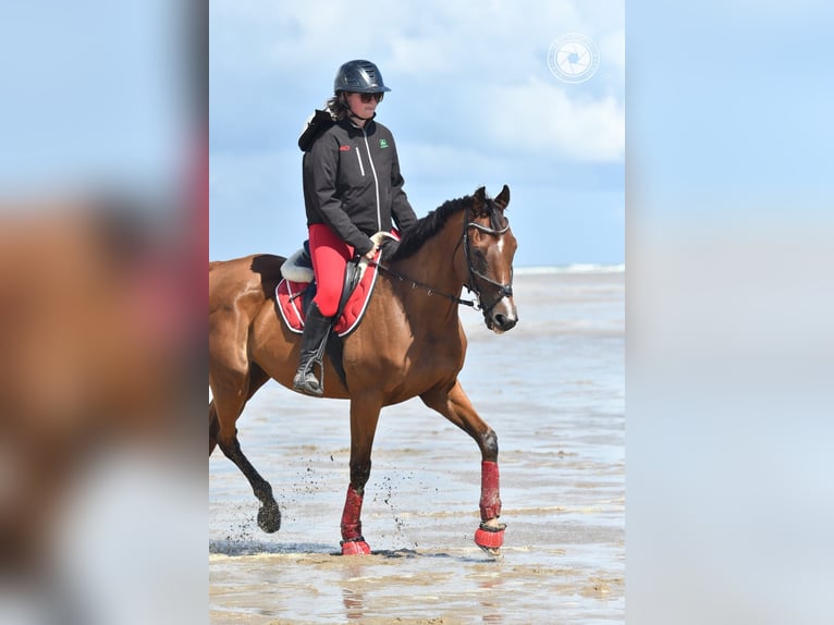 Englisches Vollblut Wallach 12 Jahre 63 cm Brauner in Faulquemont