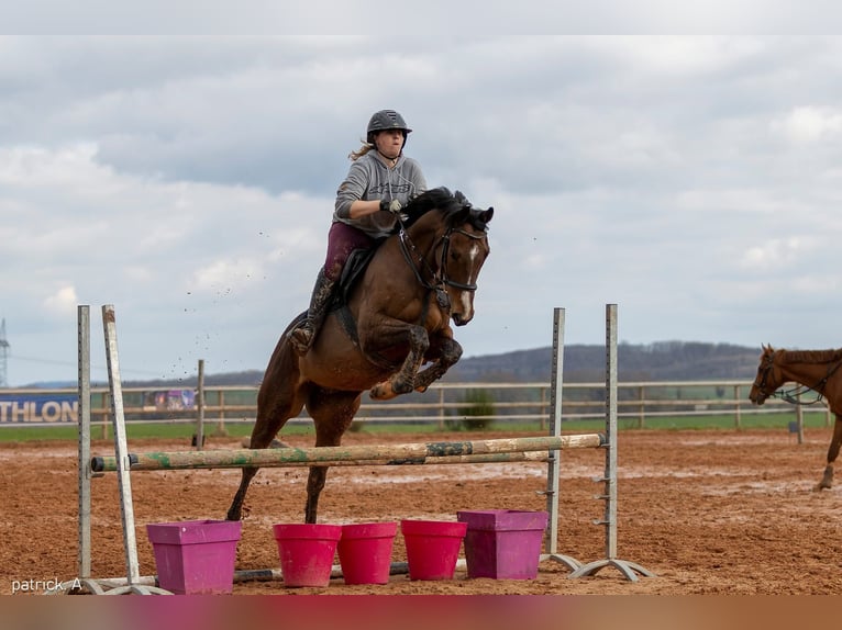 Englisches Vollblut Wallach 12 Jahre 63 cm Brauner in Faulquemont