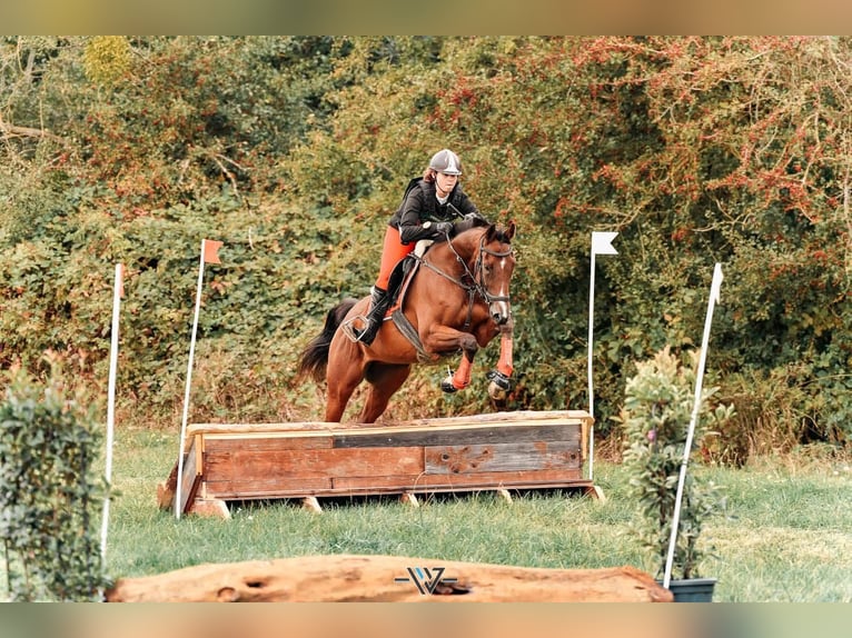 Englisches Vollblut Wallach 12 Jahre 63 cm Brauner in Faulquemont