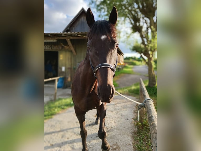 Englisches Vollblut Wallach 13 Jahre 160 cm Dunkelbrauner in Mühlingen