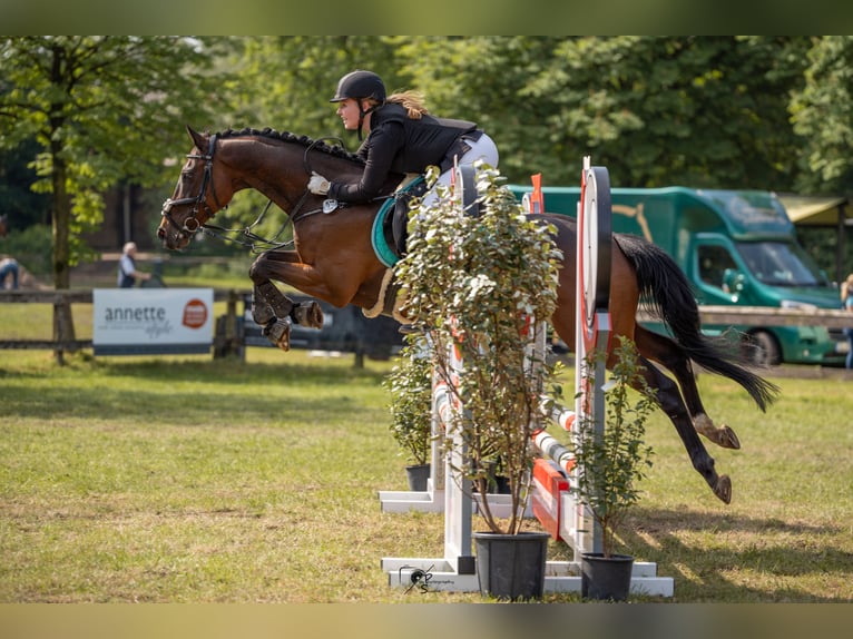 Englisches Vollblut Wallach 13 Jahre 160 cm Dunkelbrauner in Jemgum