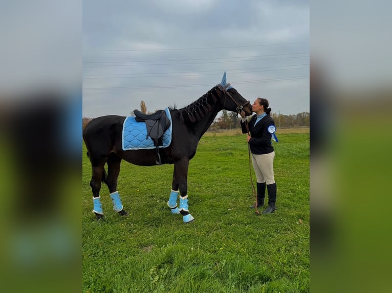 Englisches Vollblut Wallach 13 Jahre 160 cm Dunkelbrauner in TEPLICE
