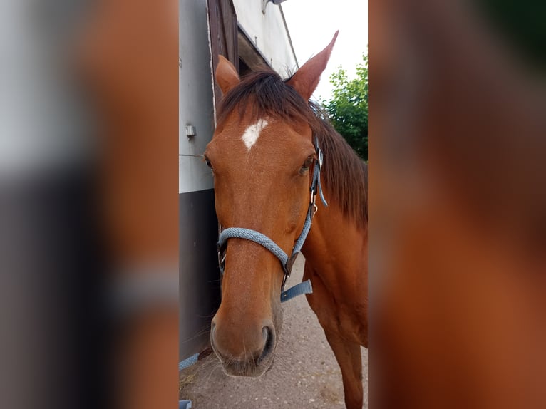Englisches Vollblut Wallach 13 Jahre 162 cm Dunkelfuchs in Kirkel