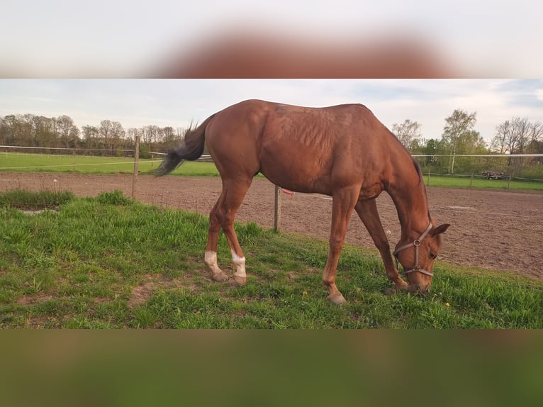 Englisches Vollblut Wallach 13 Jahre 162 cm Dunkelfuchs in Kirkel