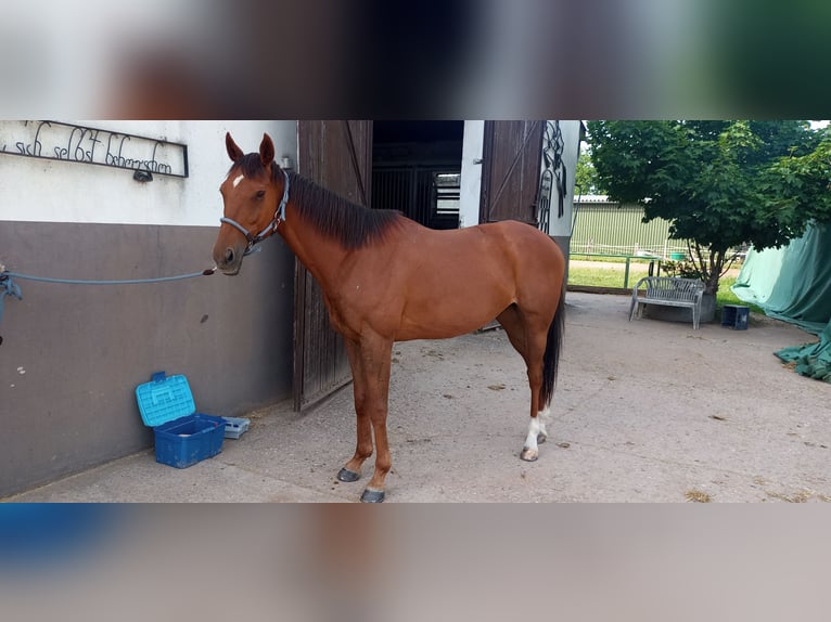 Englisches Vollblut Wallach 13 Jahre 162 cm Dunkelfuchs in Kirkel