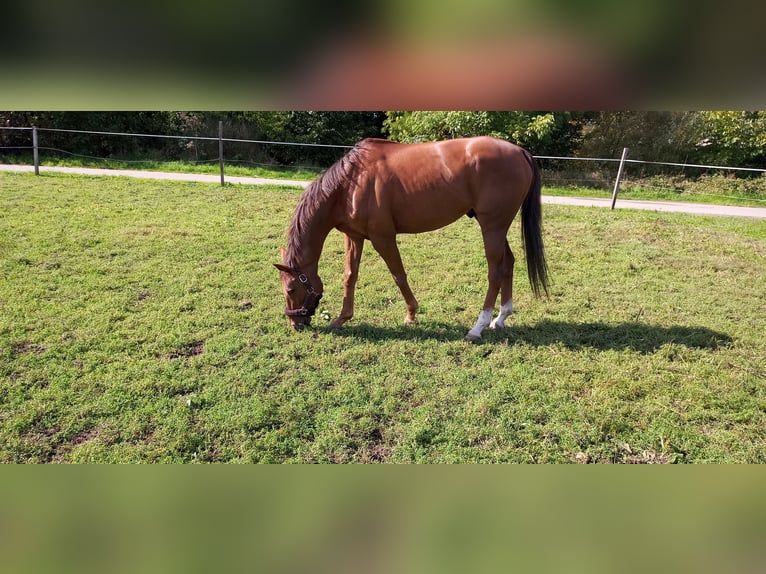 Englisches Vollblut Wallach 13 Jahre 162 cm Dunkelfuchs in Kirkel