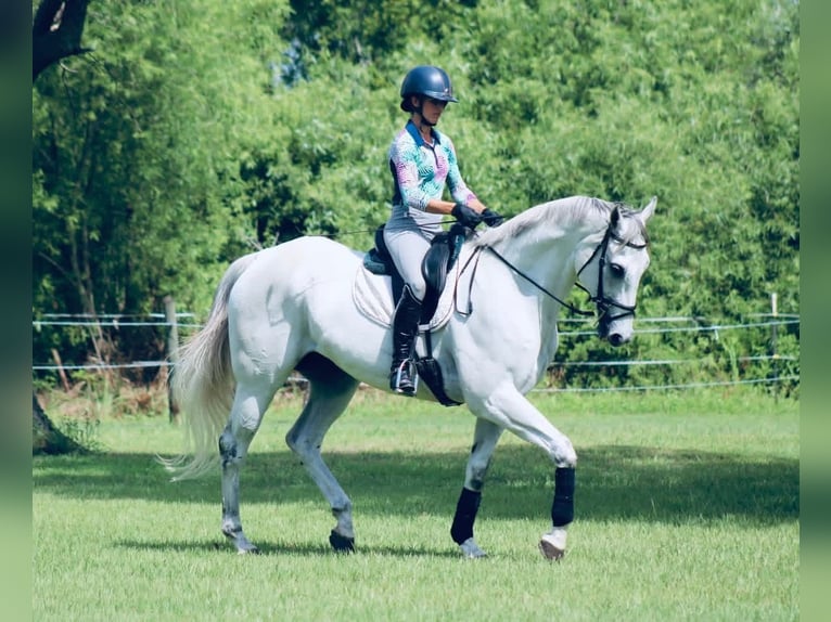 Englisches Vollblut Wallach 13 Jahre 163 cm White in Gainsborough (Lincolnshire)