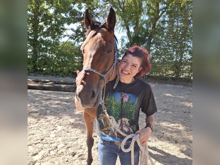 Englisches Vollblut Wallach 13 Jahre 165 cm Brauner in Nettetal