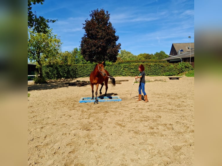 Englisches Vollblut Wallach 13 Jahre 165 cm Dunkelbrauner in Nettetal