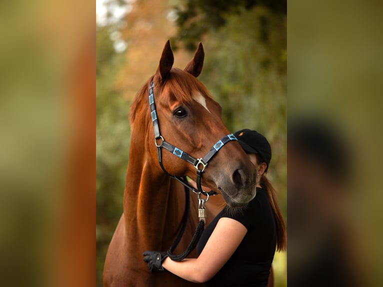 Englisches Vollblut Wallach 13 Jahre 165 cm in Marl