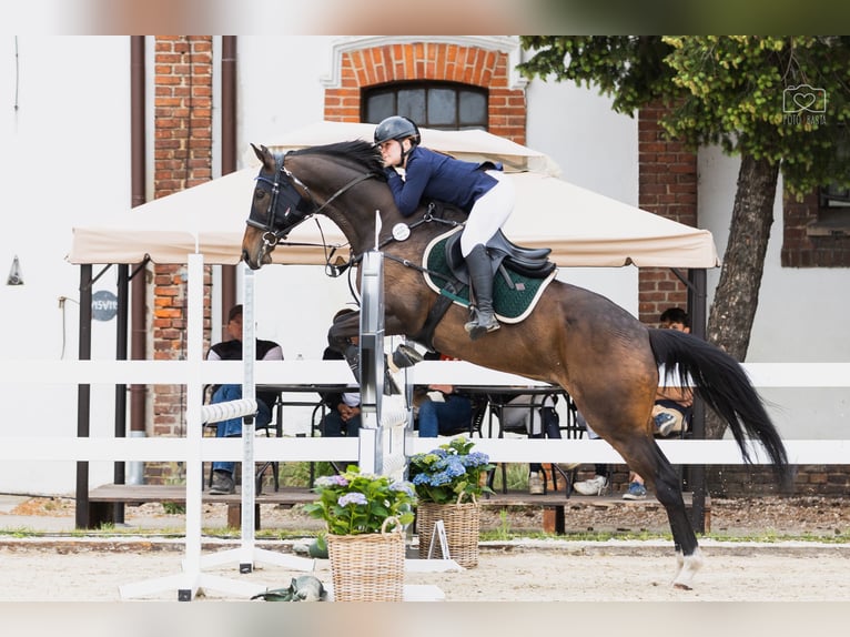 Englisches Vollblut Wallach 13 Jahre 170 cm Dunkelbrauner in Poznan