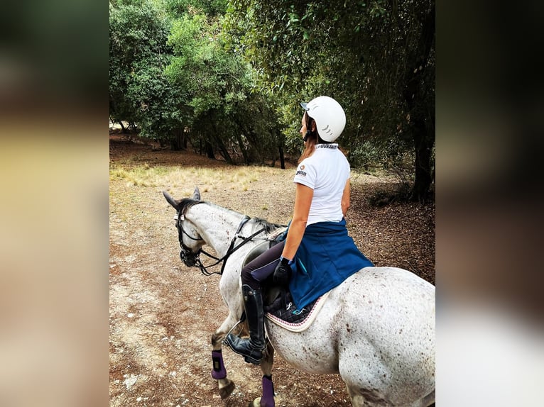 Englisches Vollblut Wallach 13 Jahre Schimmel in Neuenstadt am Kocher