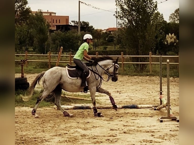 Englisches Vollblut Wallach 13 Jahre Schimmel in Neuenstadt am Kocher