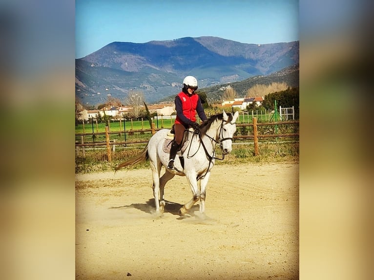 Englisches Vollblut Wallach 13 Jahre Schimmel in Neuenstadt am Kocher