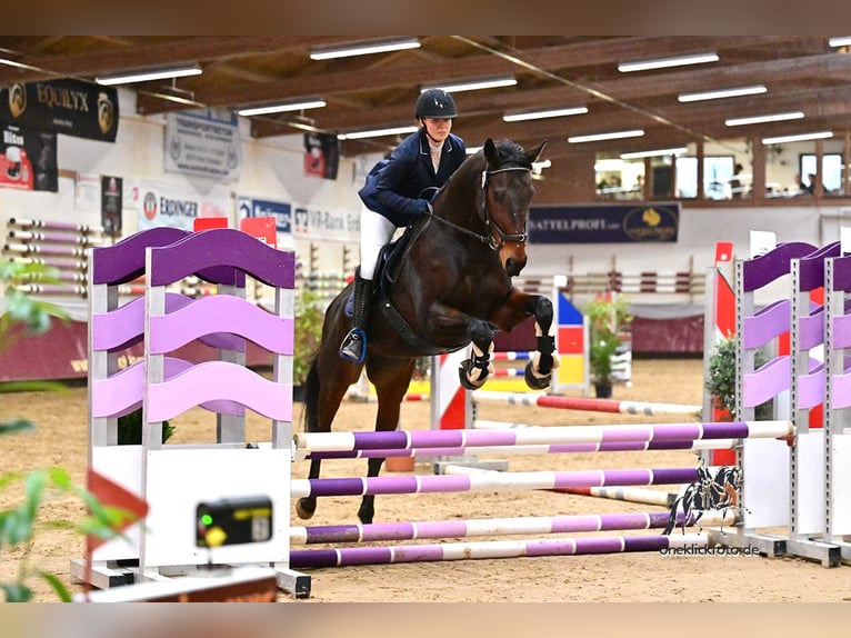 Englisches Vollblut Wallach 14 Jahre 163 cm Brauner in Schweitenkirchen