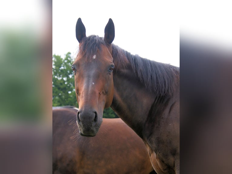 Englisches Vollblut Wallach 14 Jahre 163 cm Dunkelbrauner in Krefeld