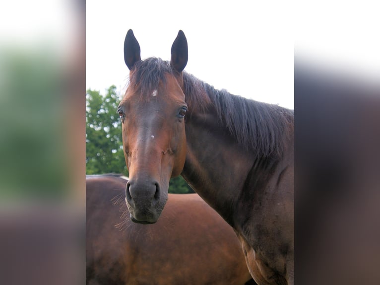 Englisches Vollblut Wallach 14 Jahre 163 cm Dunkelbrauner in Krefeld