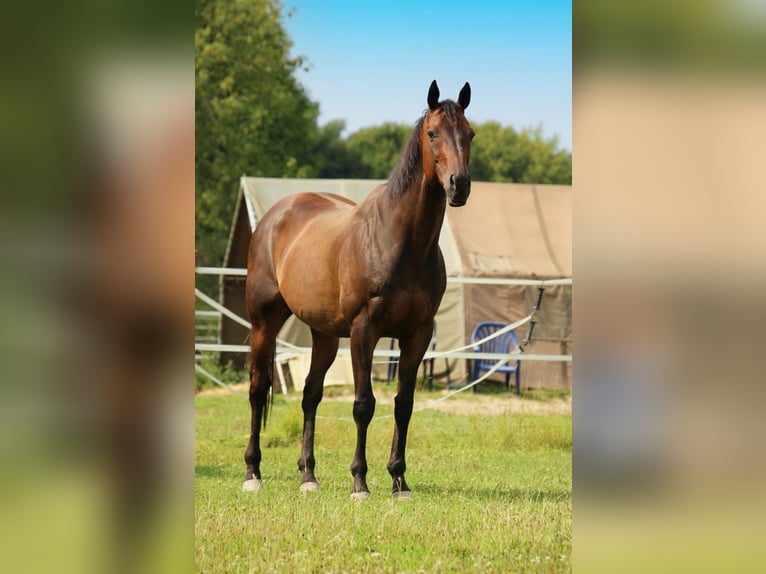 Englisches Vollblut Wallach 14 Jahre 163 cm Dunkelbrauner in Krefeld